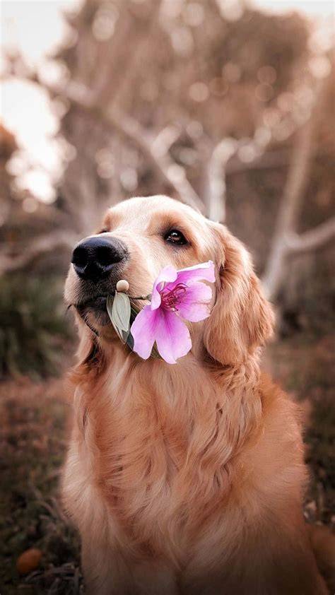 Dog Aesthetic Wallpapers Wallpaper Cave