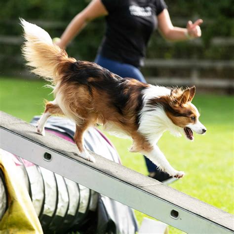 Dog Agility Classes Auckland