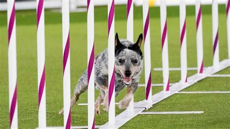 Dog Agility Scoring