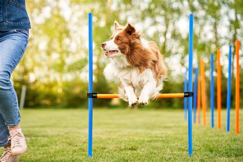 Dog Agility Training Edinburgh