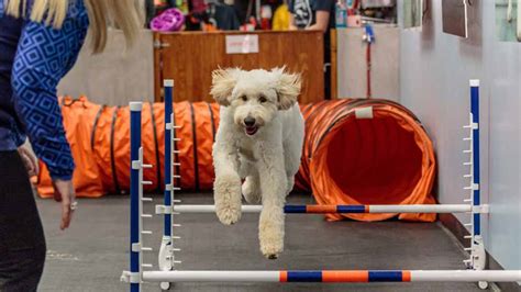 dog agility training knoxville tn
