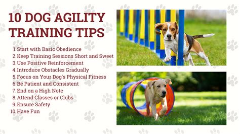 Dog Agility Training Tips