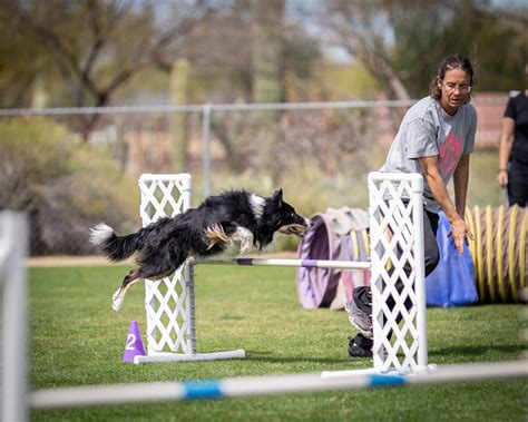 Dog Agility Training Tucson