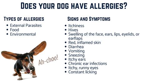 Dog Allergies Without A Degree