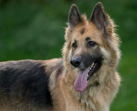 dog alsatian