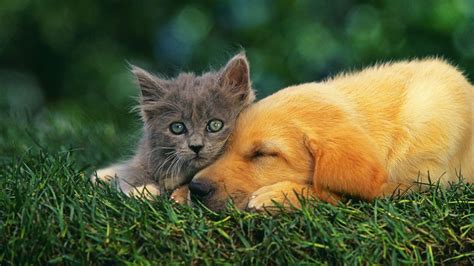 dog and cat background wallpaper