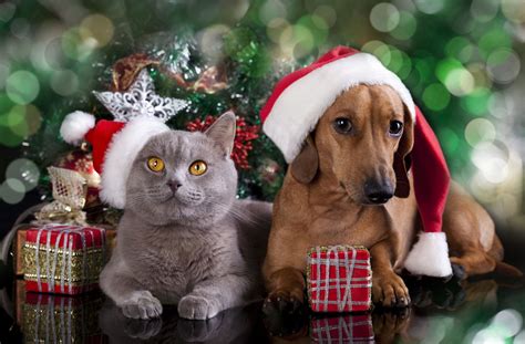 dog and cat christmas wallpaper