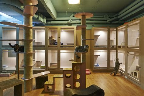 dog and cat hotel in new york city