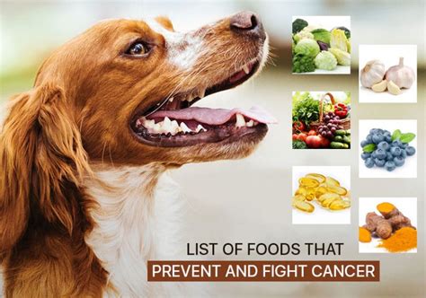 dog anti cancer diet