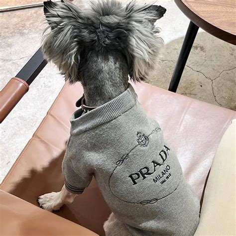 Dog Apparel Designer