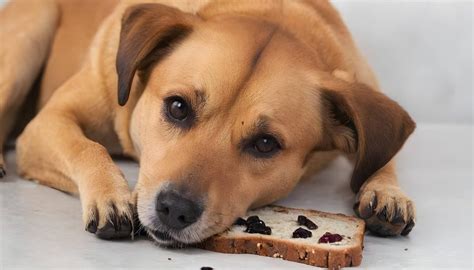 Dog Ate A Slice Of Raisin Bread