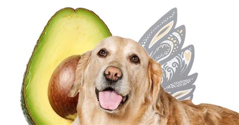 Dog Ate Avocado
