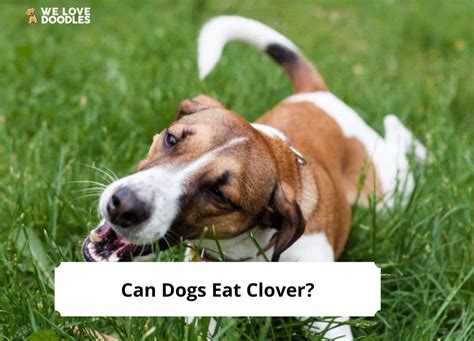 Dog Ate Clover