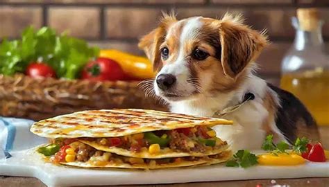 Dog Ate Quesadilla