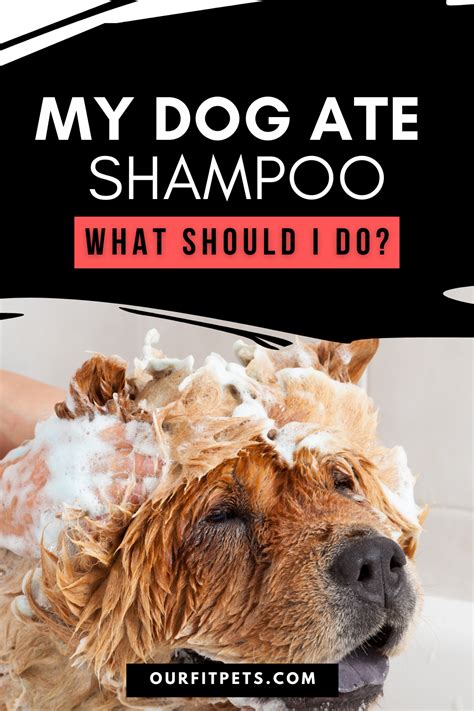 Dog Ate Shampoo