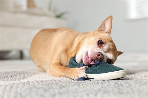 Dog ate something bad