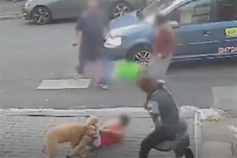 Dog Attack 10 Year Old Boy