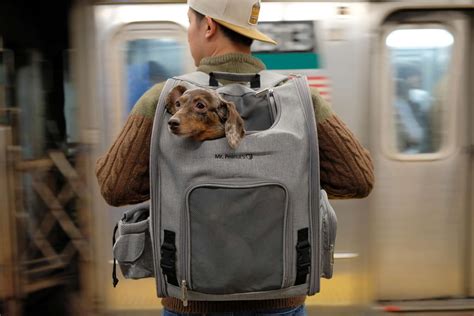 Dog Backpack For Working Dogs