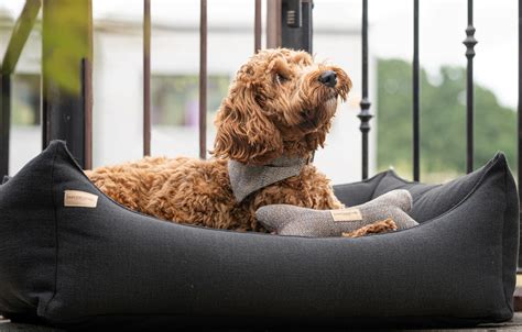 Dog Bed For A Cockapoo