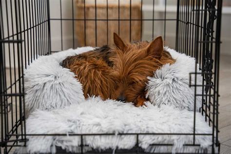 Dog Bed Instead Of Crate