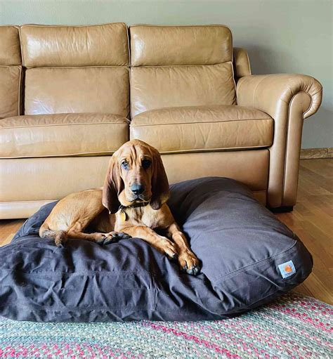 Dog Beds Canvas