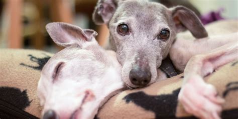 Dog Beds For Whippets