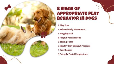 Dog Behavior When Playing