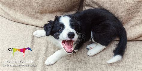 Dog Behaviorist Long Beach