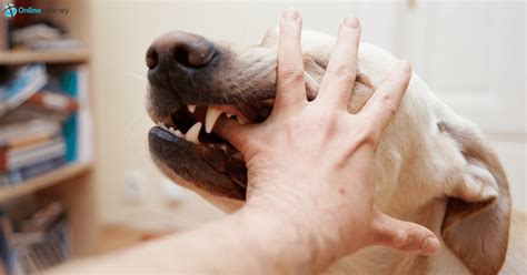dog bite attorney california cases