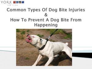 dog bite attorney sacramento compensation
