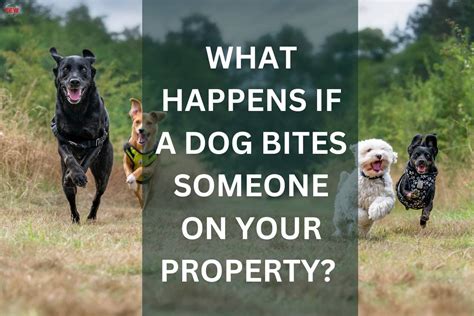 dog bite on private property