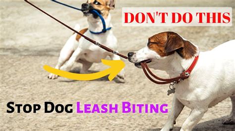 dog bites leash when walking