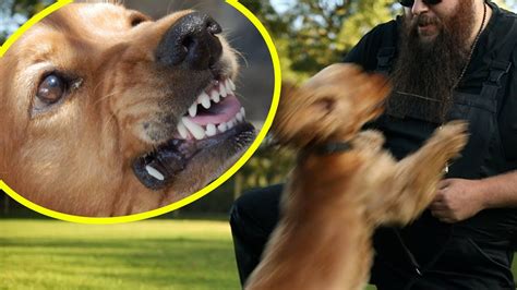 dog bites owner fuuny
