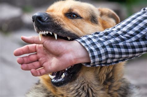 dog bites owners hand