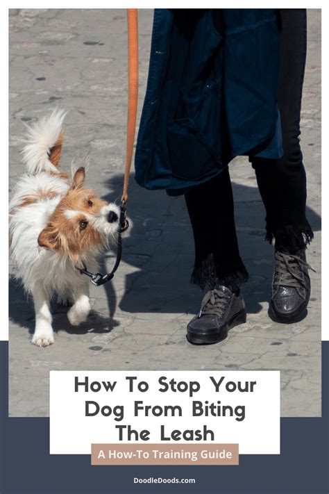 Dog Bites When Taking Leash Off