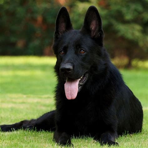 dog black shepherd