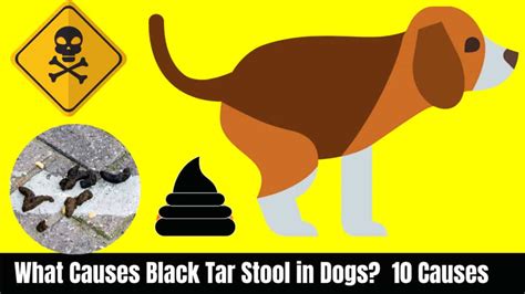 Dog Black Stool For A Week