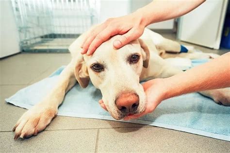 dog bladder cancer when to euthanize