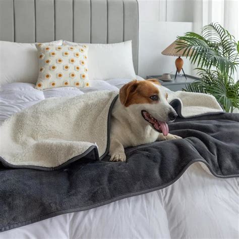 Dog Blankets Big W