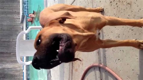 dog blowjob videos