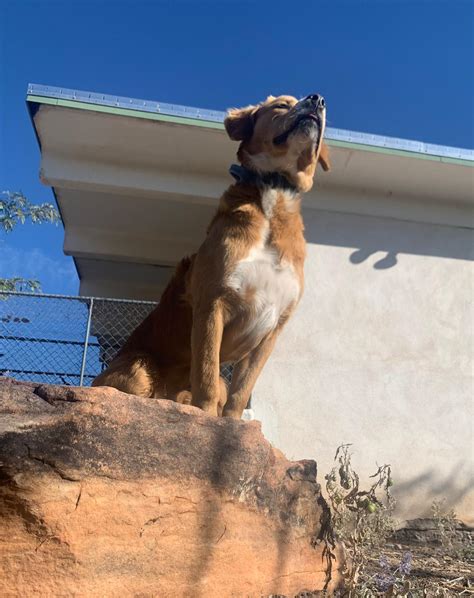 Dog Boarding Albuquerque