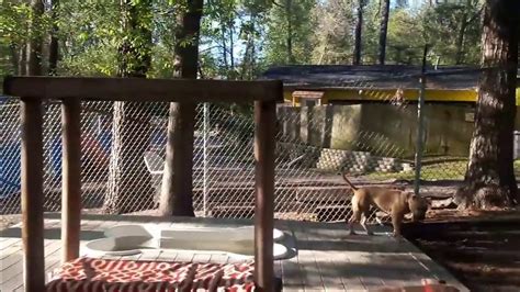 Dog Boarding Augusta Ga