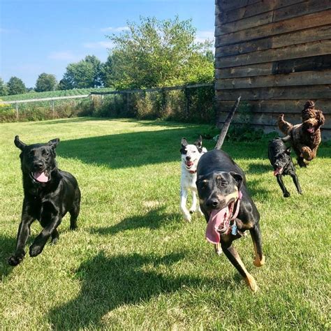 Dog Boarding Hudson Oh