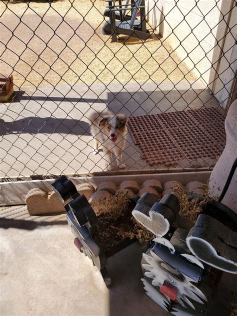Dog Boarding In Apache Junction Az