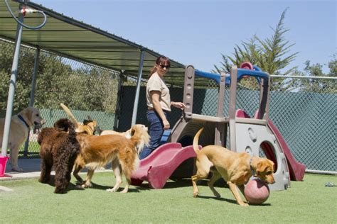 dog boarding in bothell