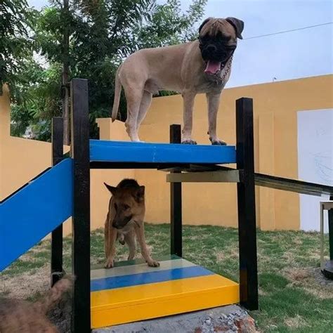 Dog Boarding In Noida