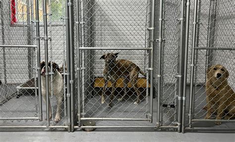 Dog Boarding Kitchener