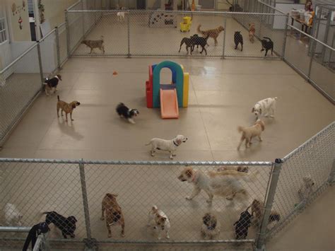 American Staffordshire Terrier dog for Adoption in Leesburg, FL. ADN