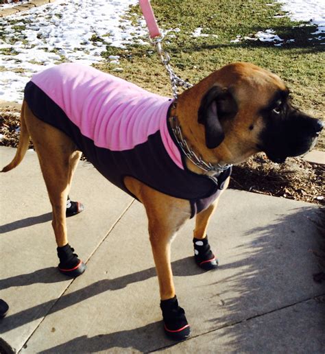 Dog Boots For Mastiffs