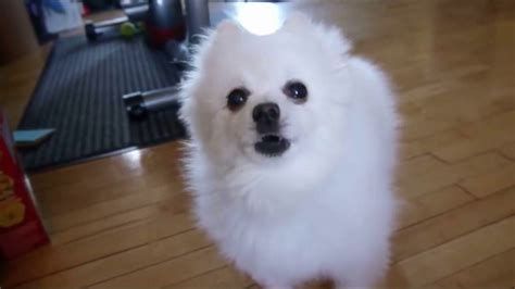 dog bork YouTube